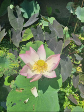 Lotus farm